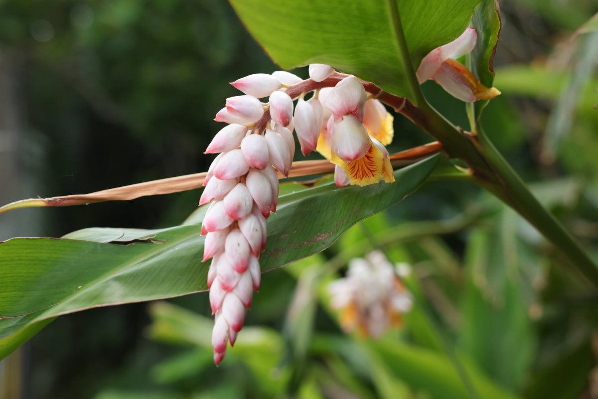 虫よけからリラックス効果まで】沖縄で広く親しまれるハーブ「月桃」とは？