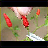 画像をギャラリービューアに読み込む, 島ネロ70g