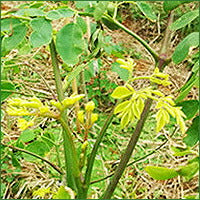 画像をギャラリービューアに読み込む, モリンガ茶 3g×20包