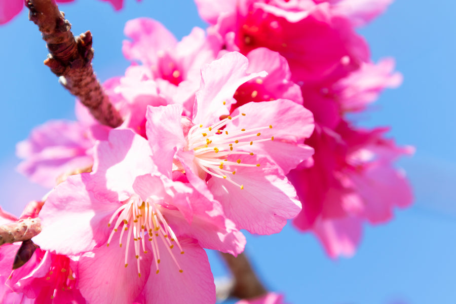 【日本一早い桜まつり】沖縄の桜が見られる名所めぐり 2024